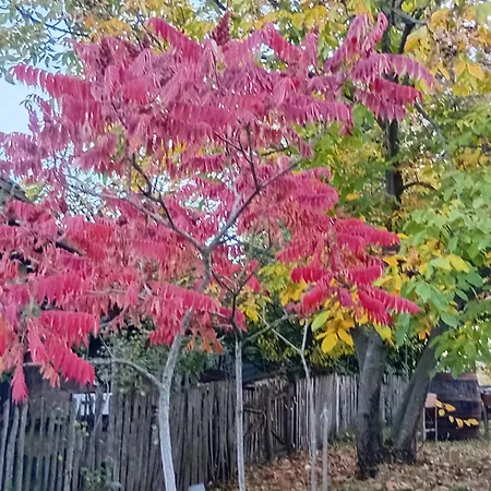 Kuca Za Odmor Domacinstvo Jelkici זבורניק