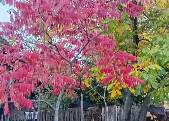 Domacinstvo Jelkici Zvornik